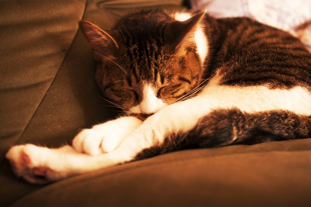 株式会社サキヤマデザインの写真サンプル 猫